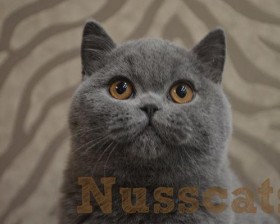 nusscats britisch kurzhaar duke 007